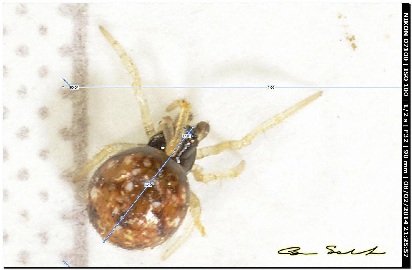 Araneidae? Zilla sp.? No. Theridion sp. - Alghero (SS)
